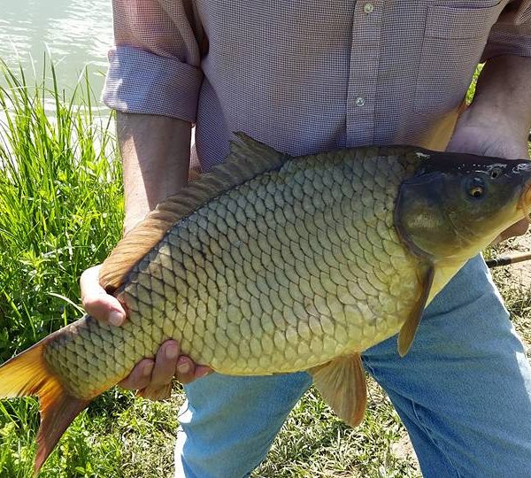 Lac/Balta pescuit sportiv Dragomirna - Burac