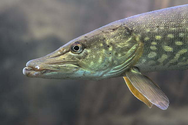 Știuca (Esox lucius)